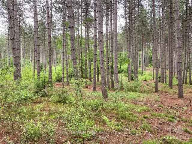 30-Acre Red Pine Forest Retreat Custom Home Site