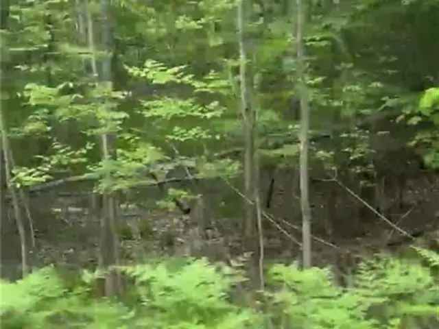 Muskoka 0.7-Acre Treed Lot - Build Your Dream Retreat