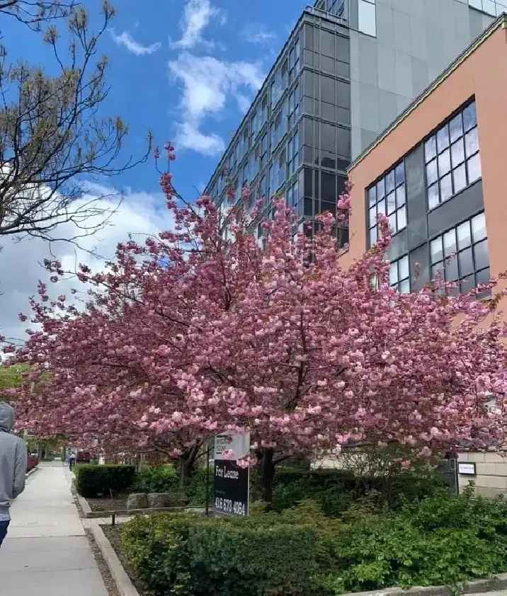 Temporary 1-bed condo for 1 person in Fashion district