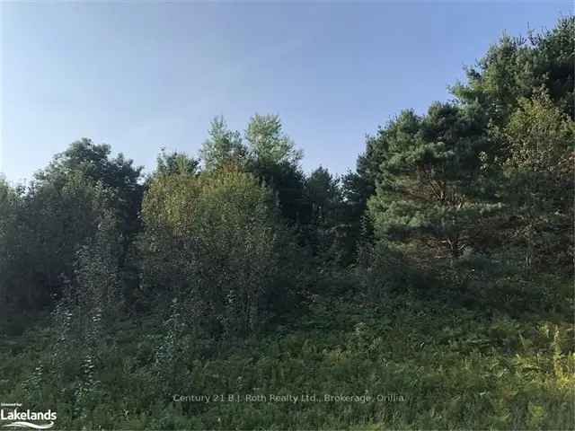 38 Acres Near Head River and Young Lake - Prime Building Sites