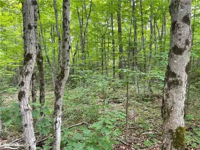 186 Acres Algonquin Forest Wooded Property Near Ahmic Lake