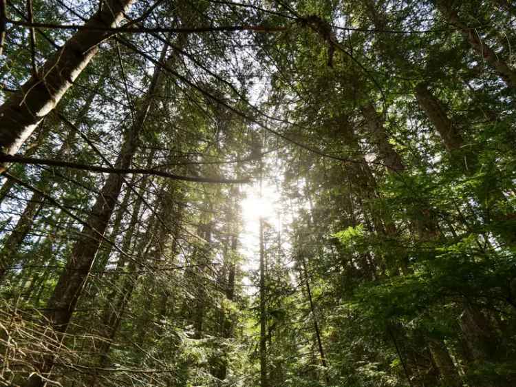 52 Acres with Development Opportunity and Merchantable Timber - Nelson, BC